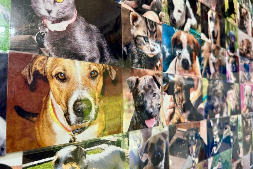 Photo of dogs and cats on a wall 