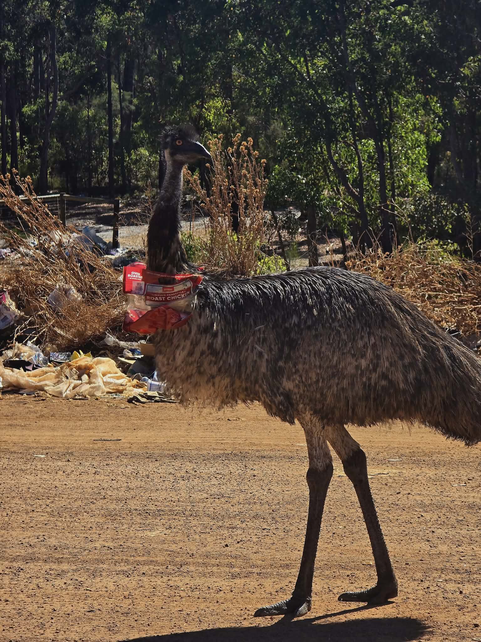 Emu raids on WA town's rubbish tip spark calls to bolster site security