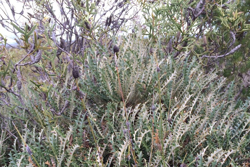 A photo of one of the world’s rarest plants – Banksia prionophylla