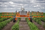 A bright orange ag robot moves through rows of cotton plants.