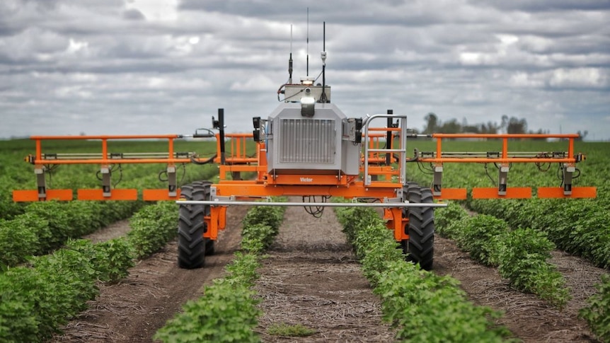 A bright orange ag robot moves through rows of cotton plants.