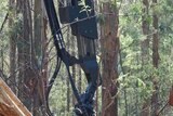 Forestry Tasmania will meet soon to consider how to restructure the business in line with the forest peace deal.