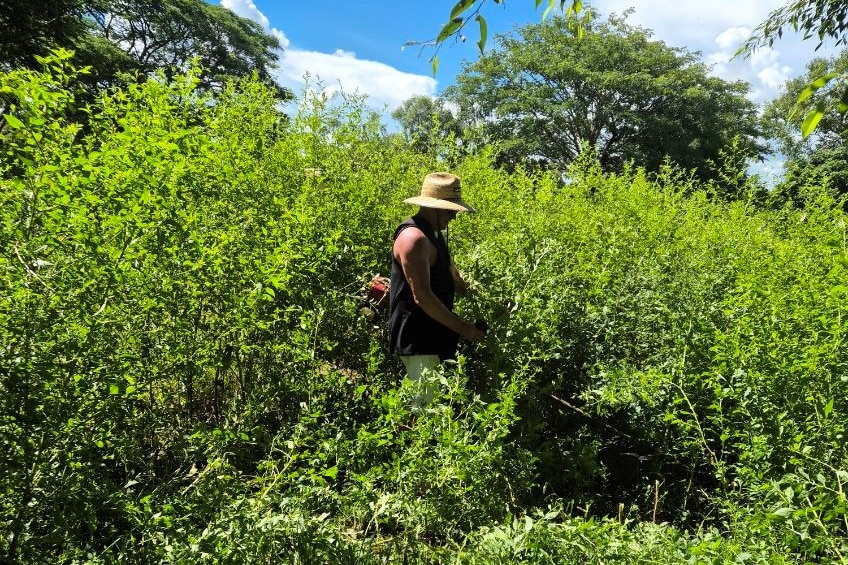 Man in tall vegetation holding a whipper snipper with a blade