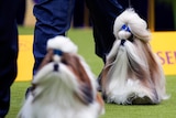 Image of two Shih Tzu dogs walking on artificial turf with a pair of legs next to them. 