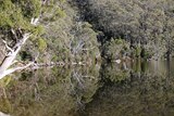 Reflections at Tasmania's Lake Dobson in the Mount Field National Park which is on the edge of the World Heritage Area.