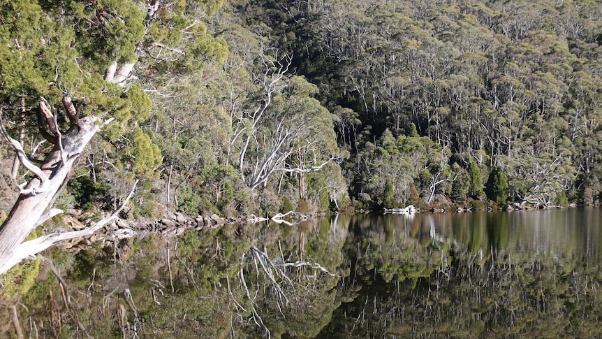 Reflections at Tasmania's Lake Dobson in the Mount Field National Park which is on the edge of the World Heritage Area.