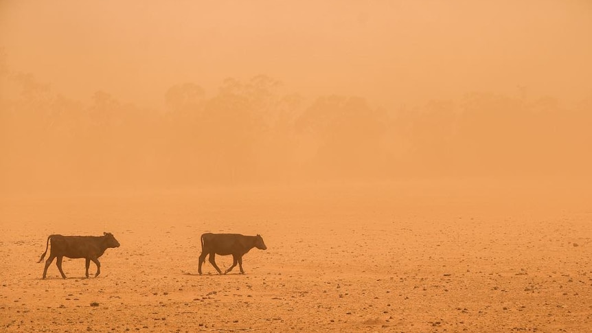 two dark cows wander across a scene blanketed in dust