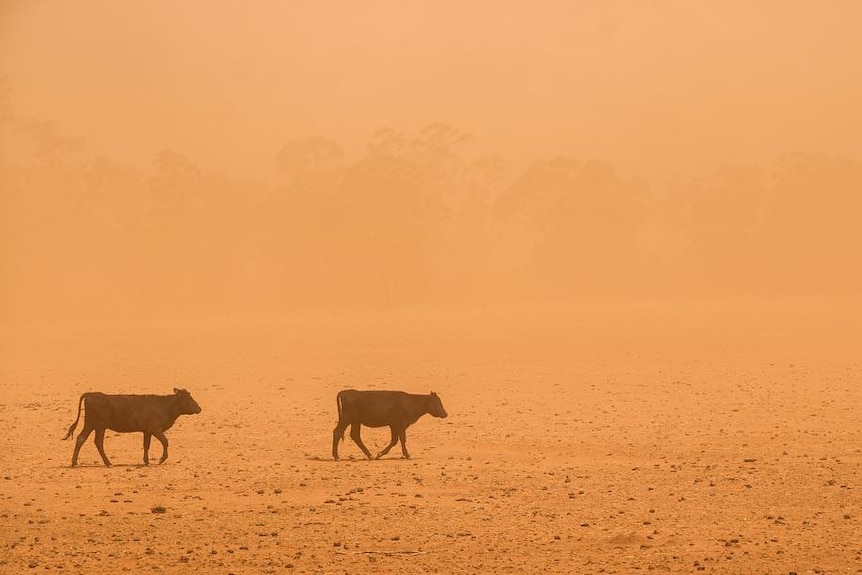 two dark cows wander across a scene blanketed in dust