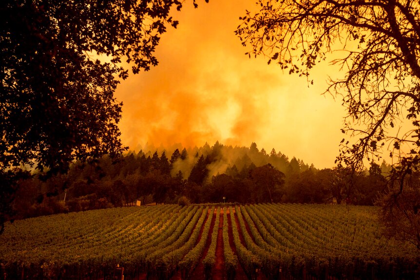 You view a hillside vineyard set against a yellow haze-filled sky as smoke rises on the horizon line.