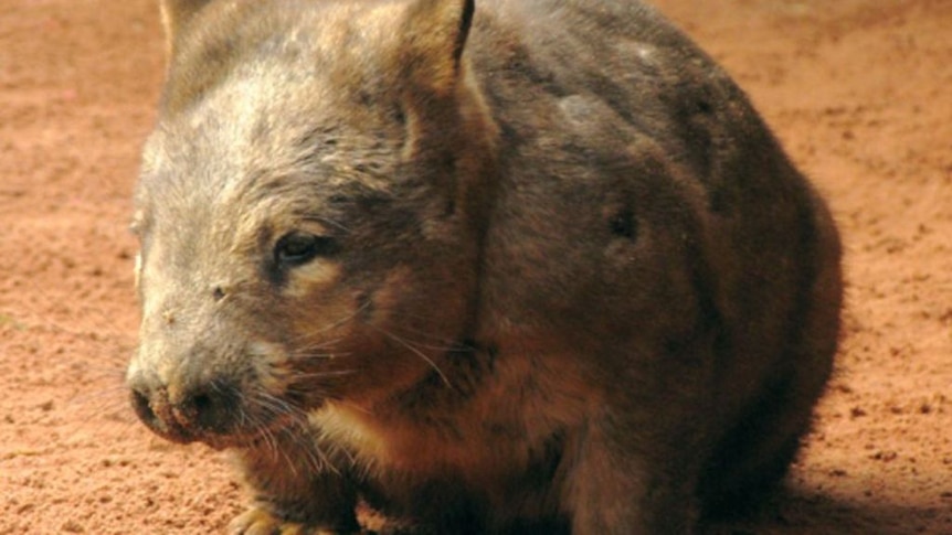 Starving wombats studied
