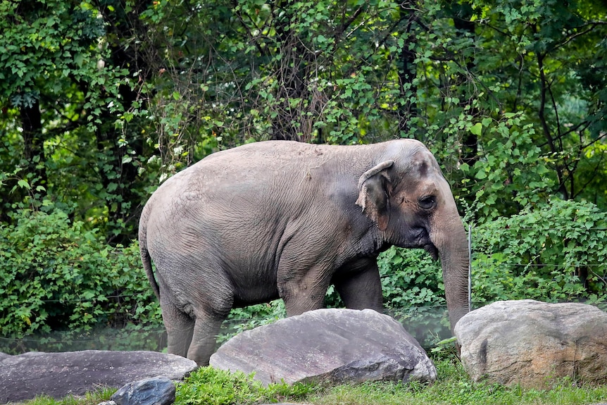 An elephant is seen standing in front of some trees and behind some rocks
