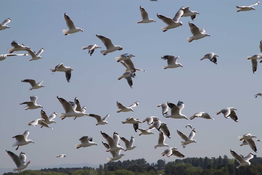 A flock of silver gulls fly over Canberra