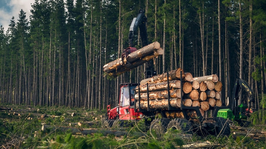 Harvester working  in plantation