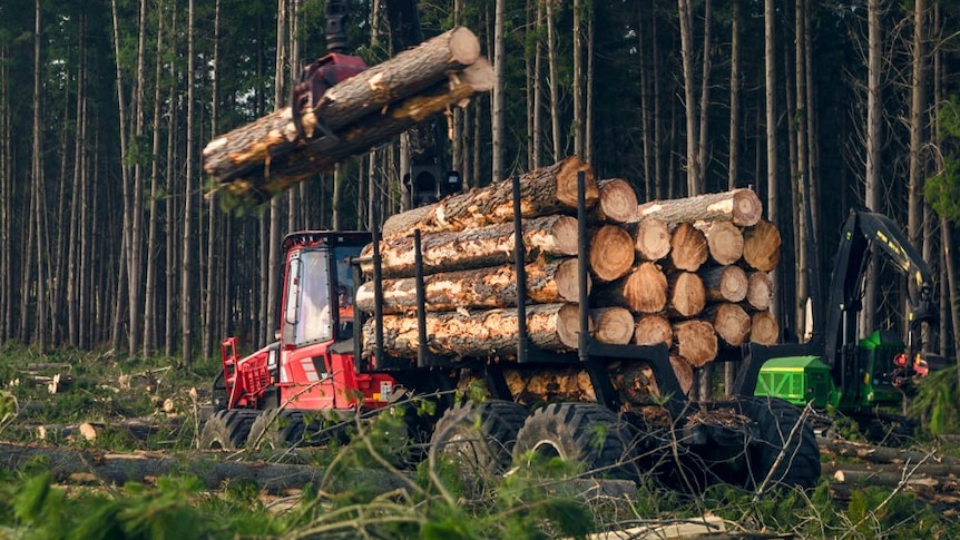 Harvester underway in softwood estate