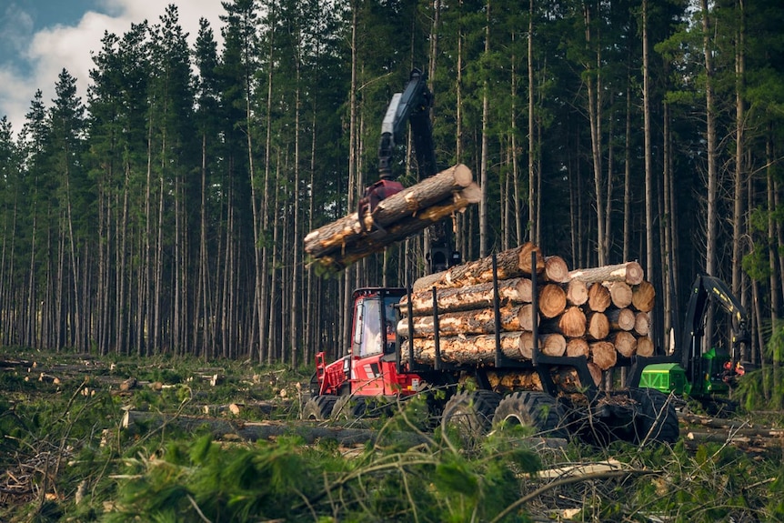 Harvester working  in plantation