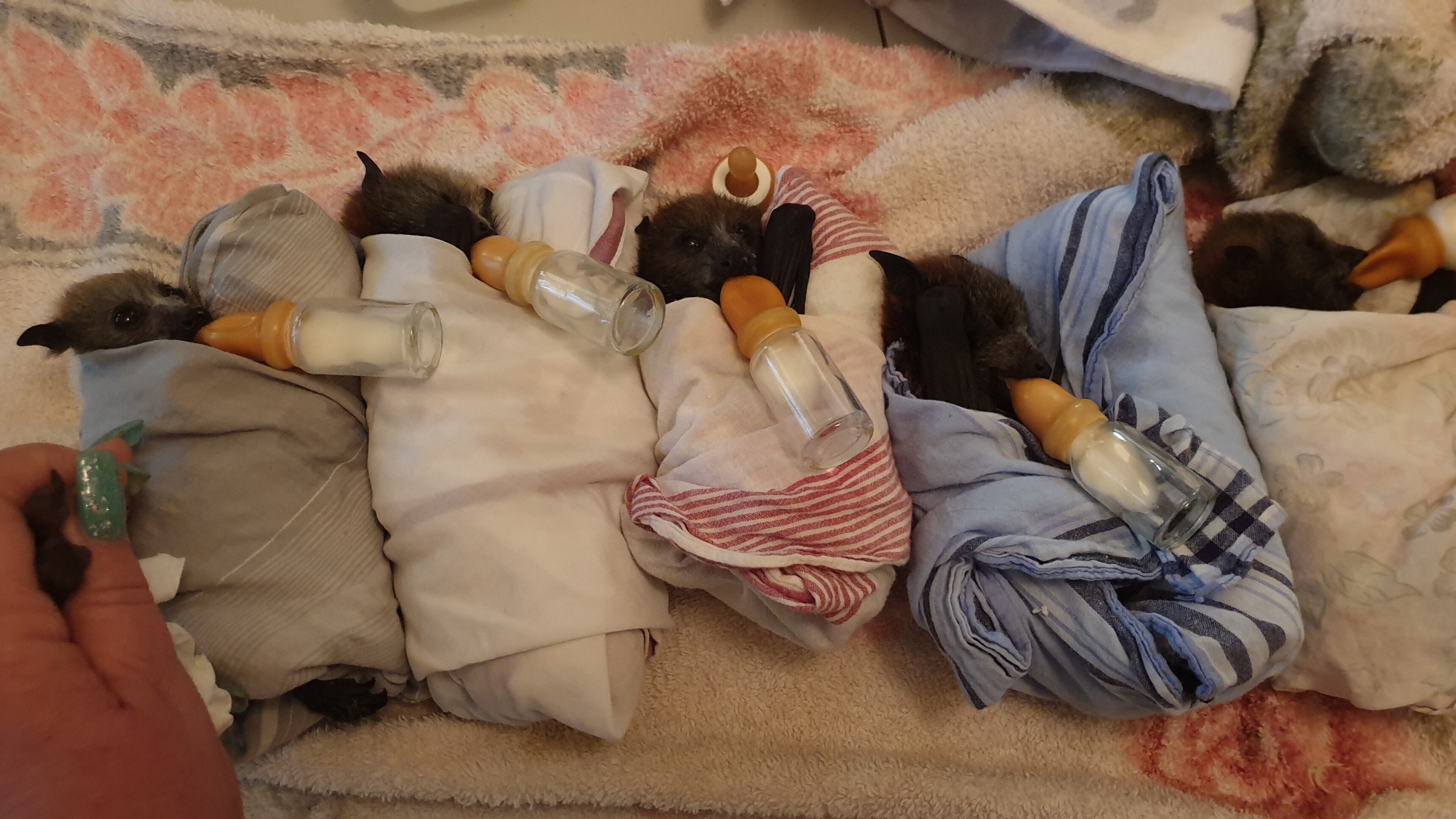 Five baby bats are lying, tucked up in blankets, each with a bottle in their mouth. 