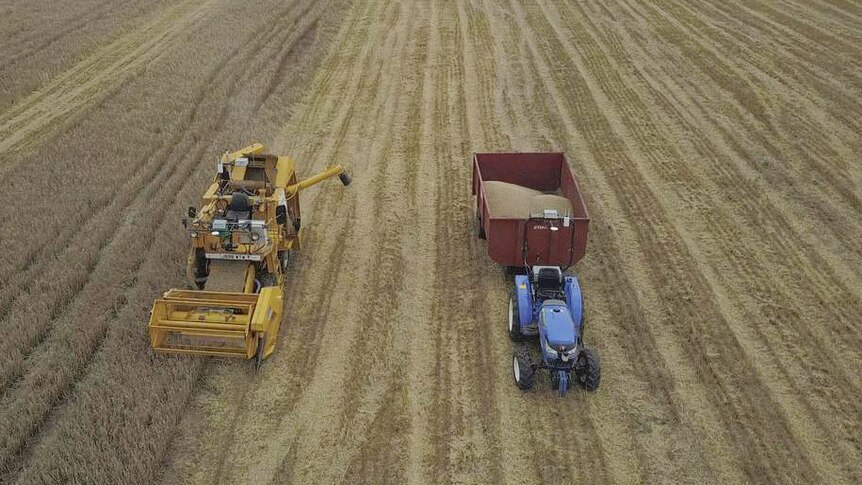 Two harvesters in a crop of barley.