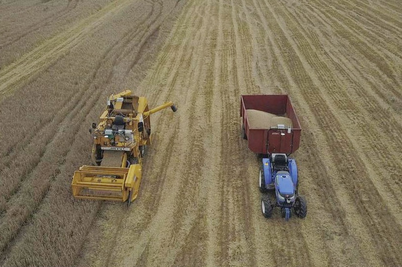 Two harvesters in a crop of barley.