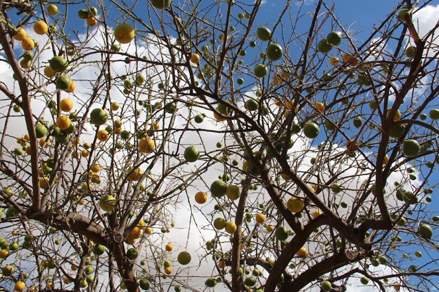 The grasshoppers have stripped the foliage from Anita Dennis's fruit trees