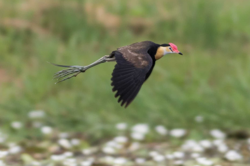 Comb-crested jacana in flight.