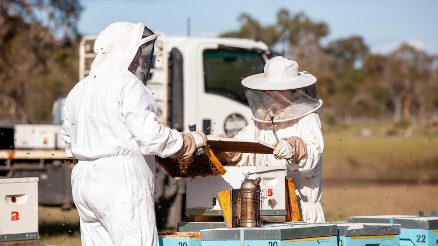Two beekeepers tending to the bees