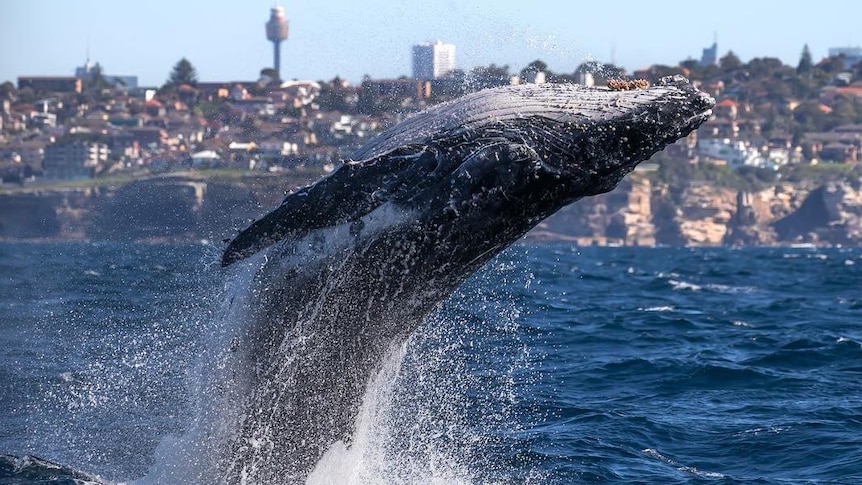 Whale leaps out of water with city in background