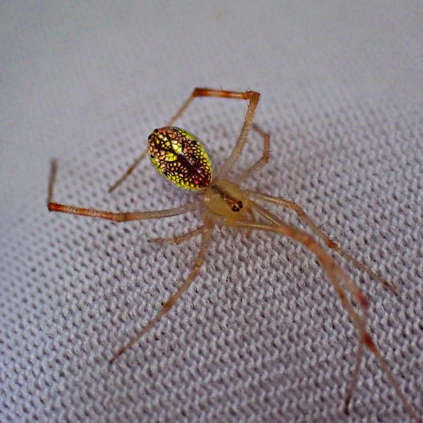 Close up of yellow spider with very long legs and body with glowing yellow, orange and black