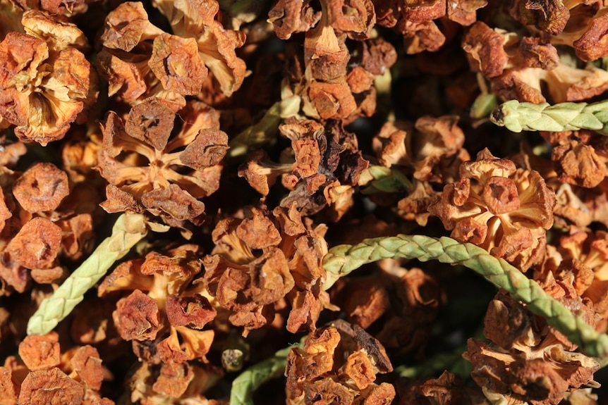 A close-up photo of pencil pine cones