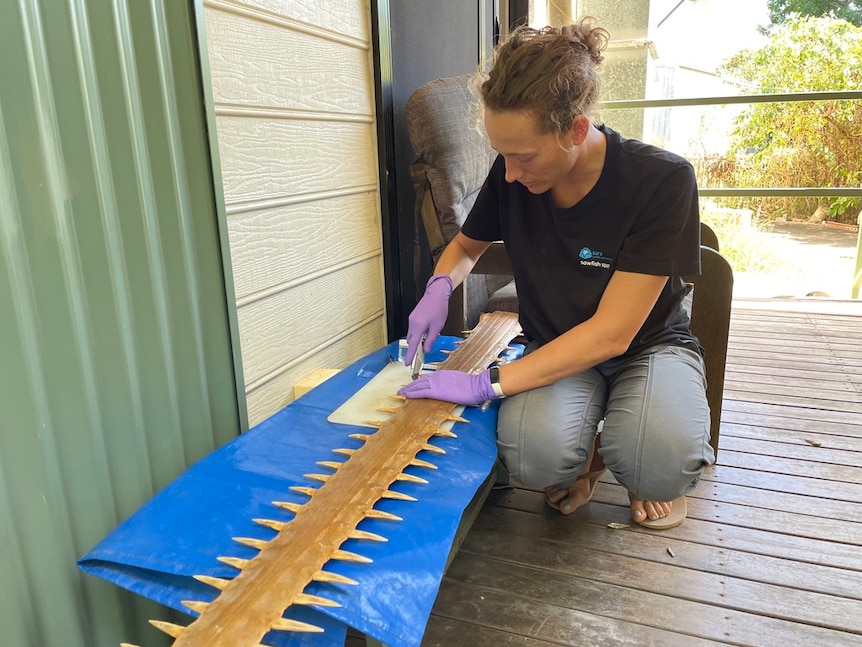 woman sits next to long sawfish's rostrum and starts to excise a piece for analysis