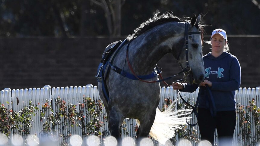 Chautauqua returns to the mounting after failing to jump