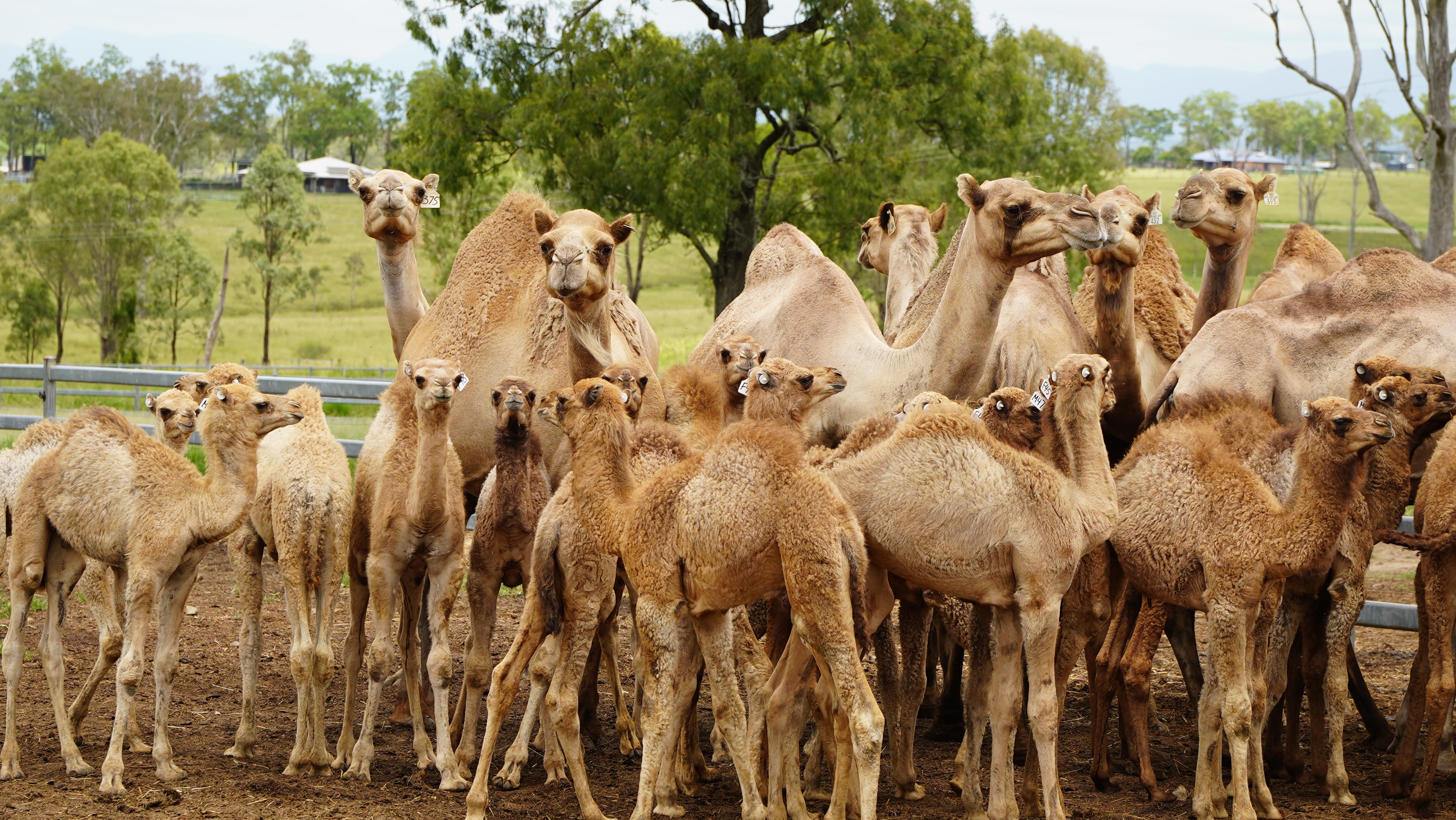 Un grupo de crías de camellos y algunas madres camellas.