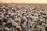 A cotton field at Ord River in the Kimberley region, Western Australia.