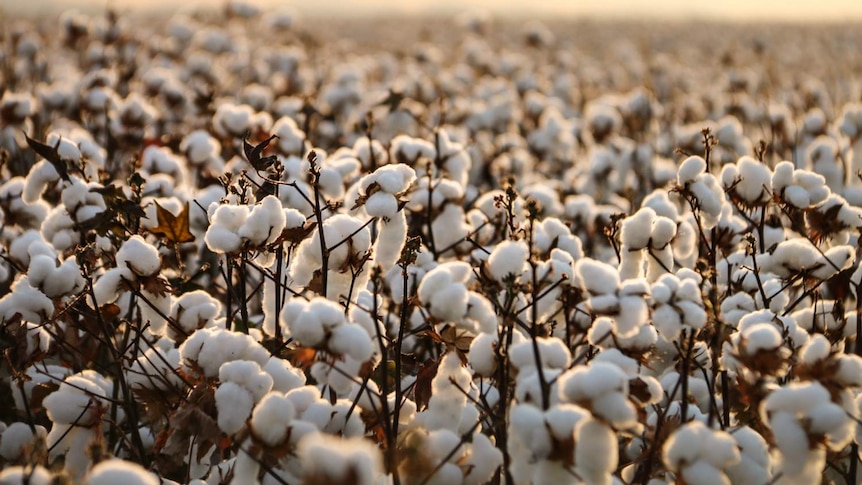 A cotton field at Ord River in the Kimberley region, Western Australia.