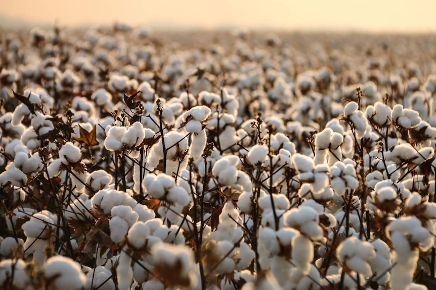 A cotton field at Ord River in the Kimberley region, Western Australia.