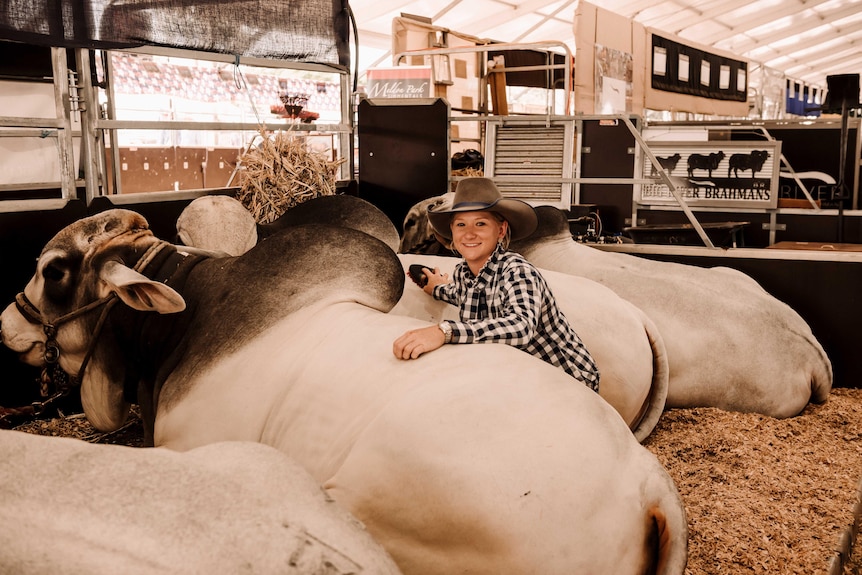 A young cowgirl sits in a cattle pen next two a herd of bulls.