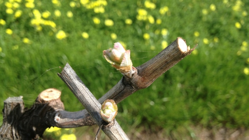 Grape wines with new buds are at risk of the damage from the weather at this time of the year