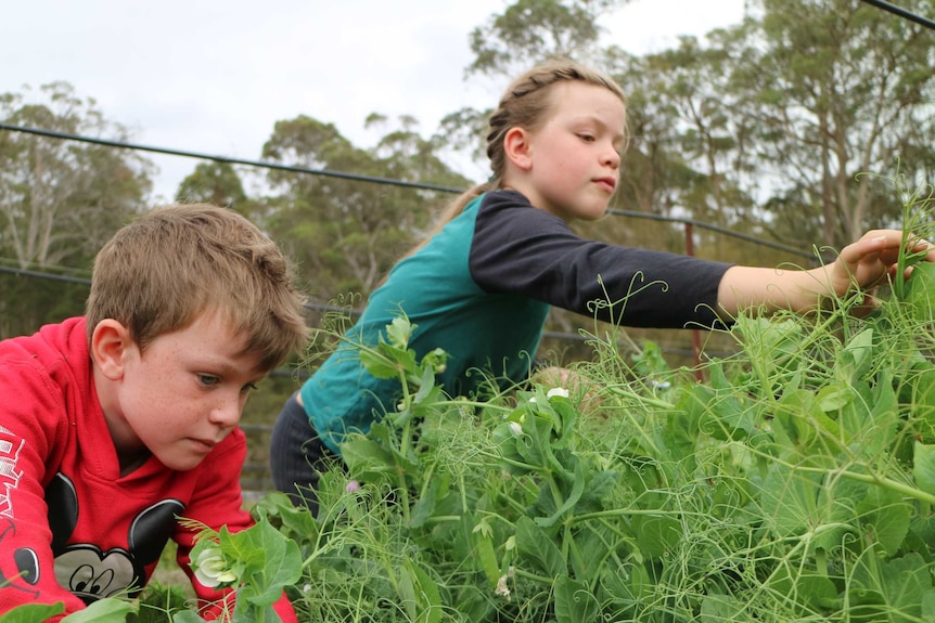 two children lean over a crop of peas to pick their curly tendrils