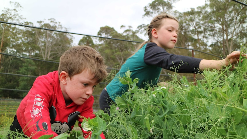 two children lean over a crop of peas to pick their curly tendrils