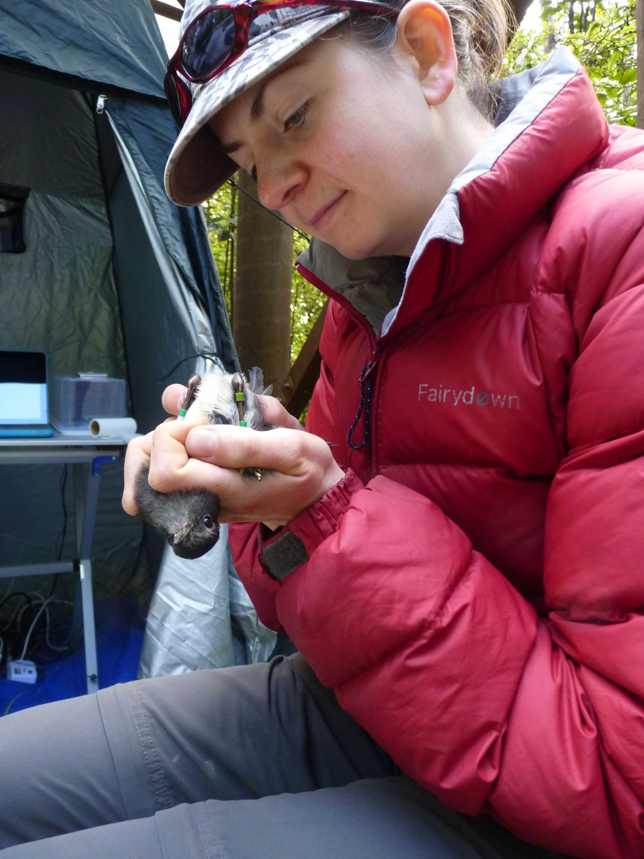 Fewer, less viable sperm follows inbreeding of NZ endangered birds ...