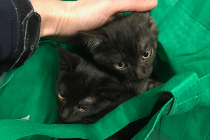 Two black kittens inside a green reuseable shopping bag.