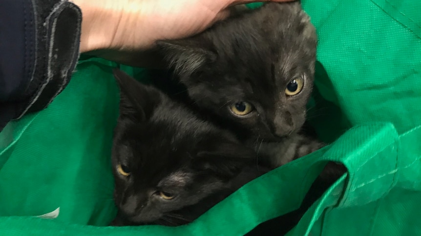 Kittens dumped at Adelaide RSPCA shelter during cold conditions in tied-up  shopping bag - ABC News