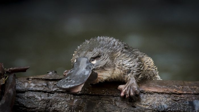 A wet baby platypus with ruffled fur, sitting on a log