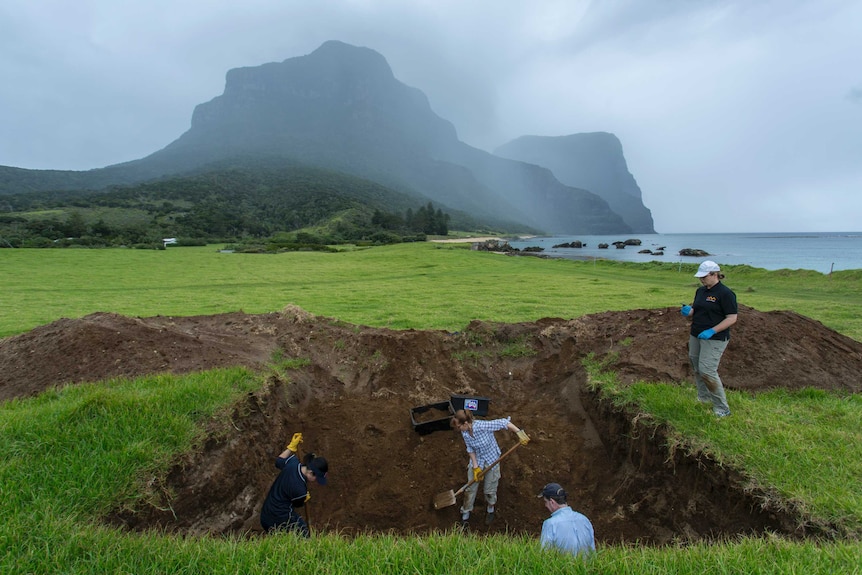 Three Dense-beaked whales were buried on this Lord Howe Island farm in 2006.