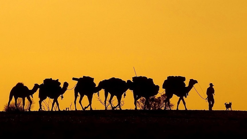 A man, six camels and one dog walk across desert at dusk