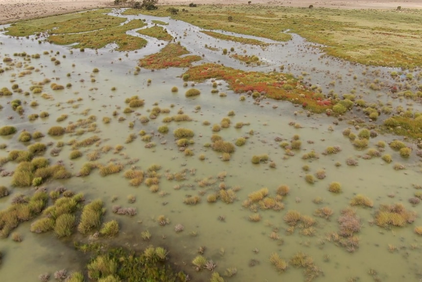 Aerial view of the land in Toogimbi, showing wetlands and thriving plants.