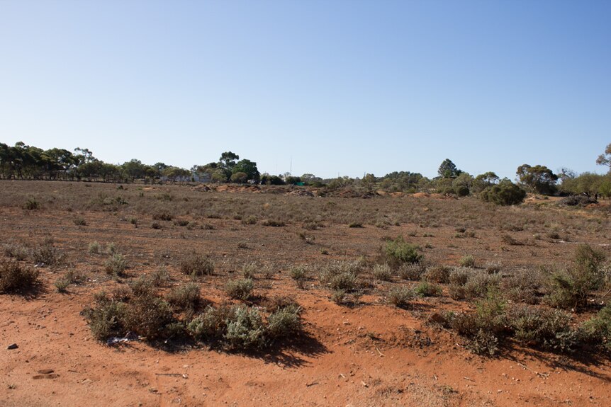 Vacant land at Rivergum College dotted with low native shrubs.