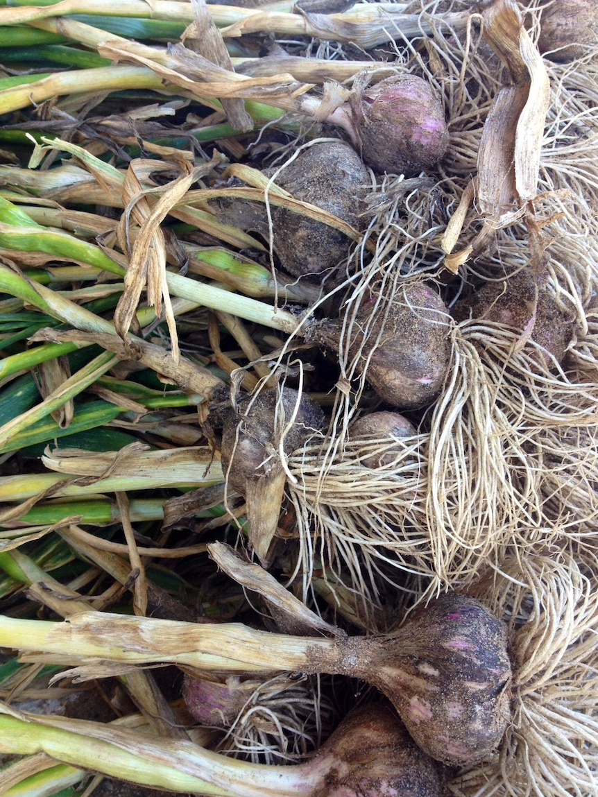 Dozens of bulbs of garlic are stacked together with their roots and shoots still attached, covered in dirt