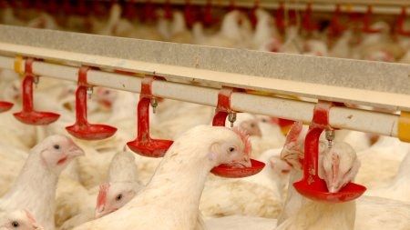 Meat chickens eat from a feed tray in a broiler shed