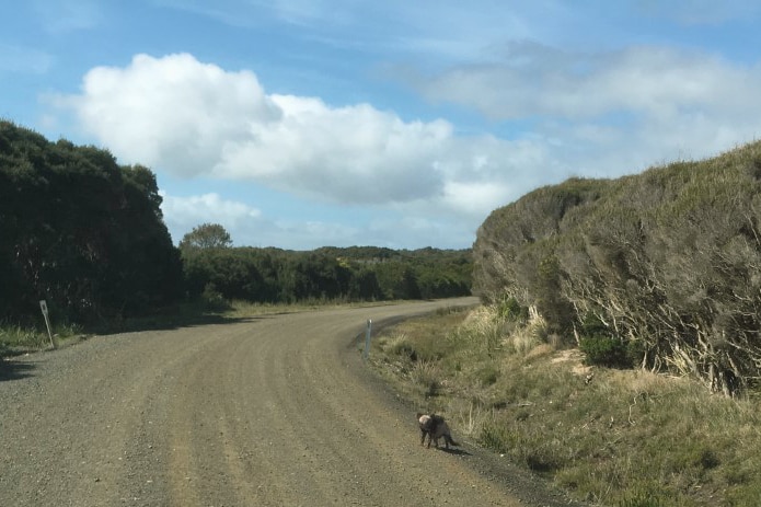 Sick Tasmanian devil on roadside.