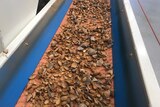 A conveyor belt with cracked almonds